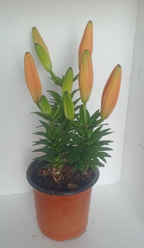 Asiatic Lily Orange Live Plant