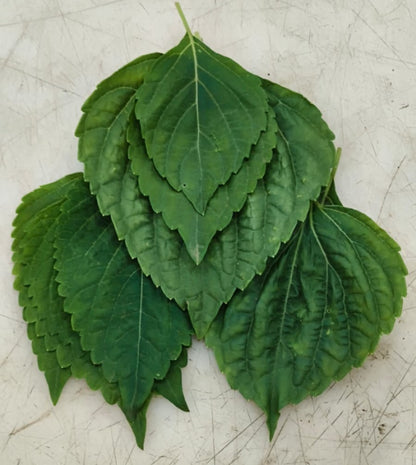 Shiso Leaf