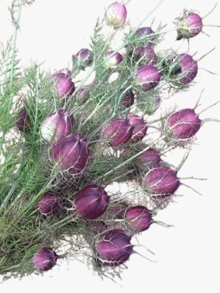 Nigella Flower