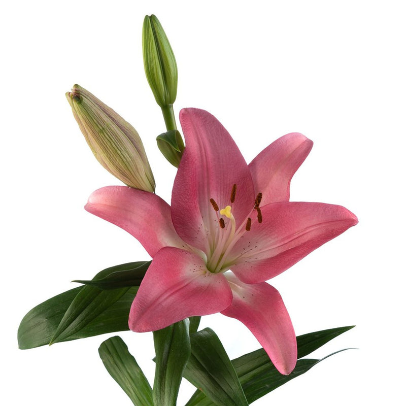 Asiatic Lily Pink