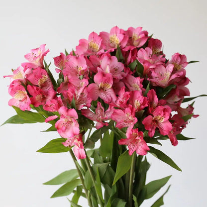 Alstroemeria Pink
