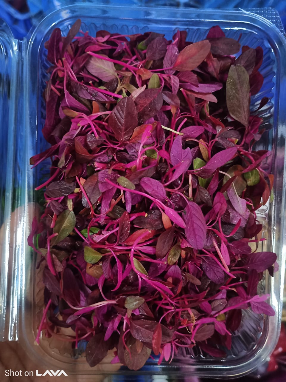 Microgreen Amaranthus