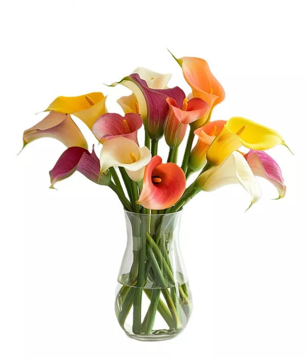 Calla lily Coloured (Mixed Colours)