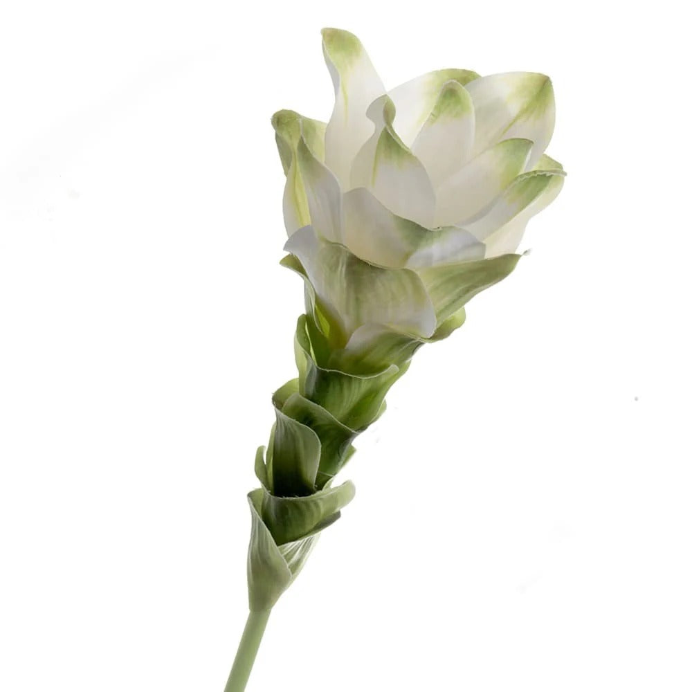 Curcuma White