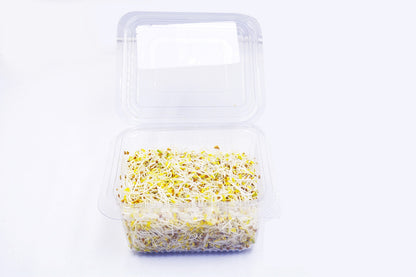 Alfalfa Sprouts