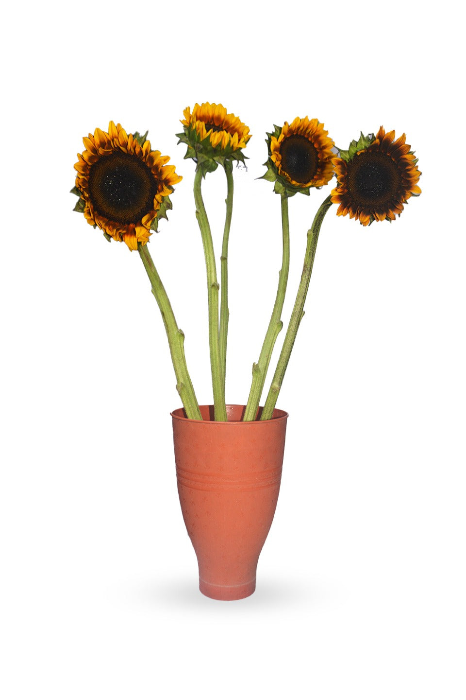 Sunflower Bicolours