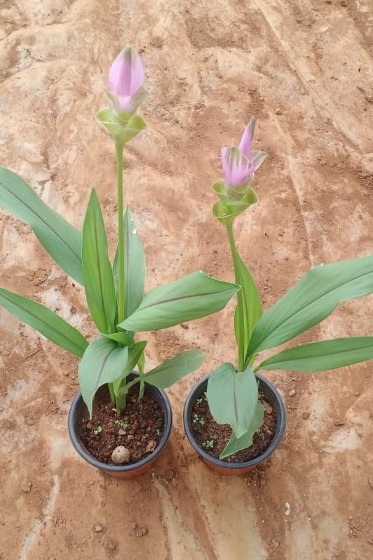 Curcuma Pink Potted Plant