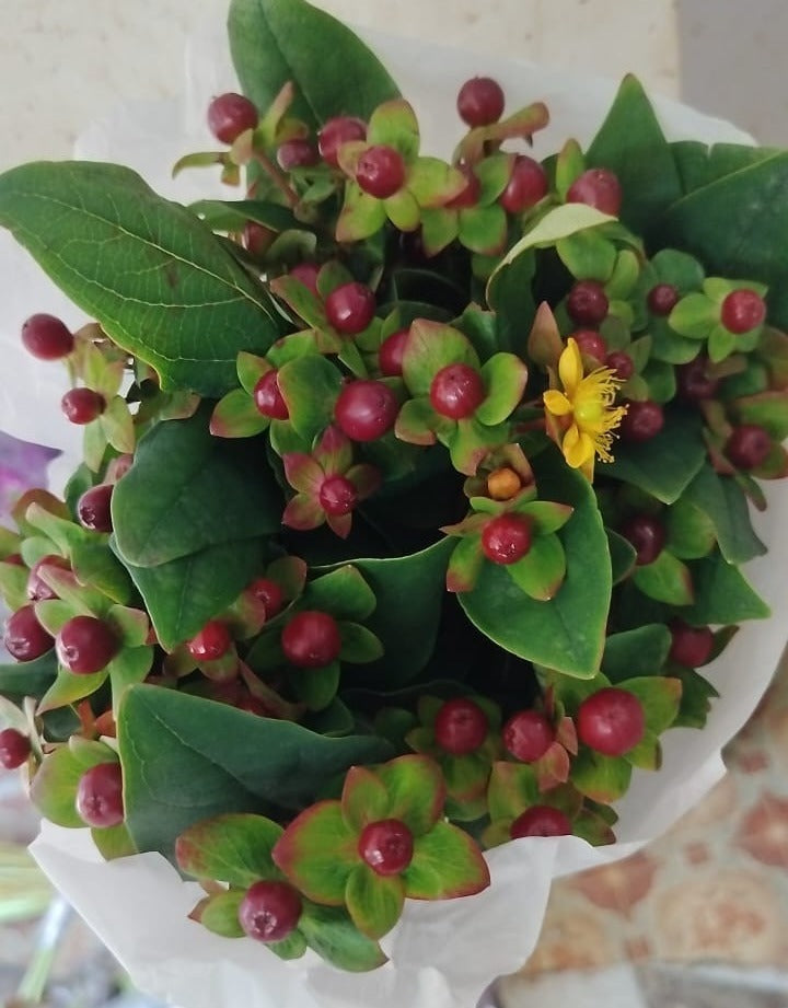 Hypericum Berries Brown