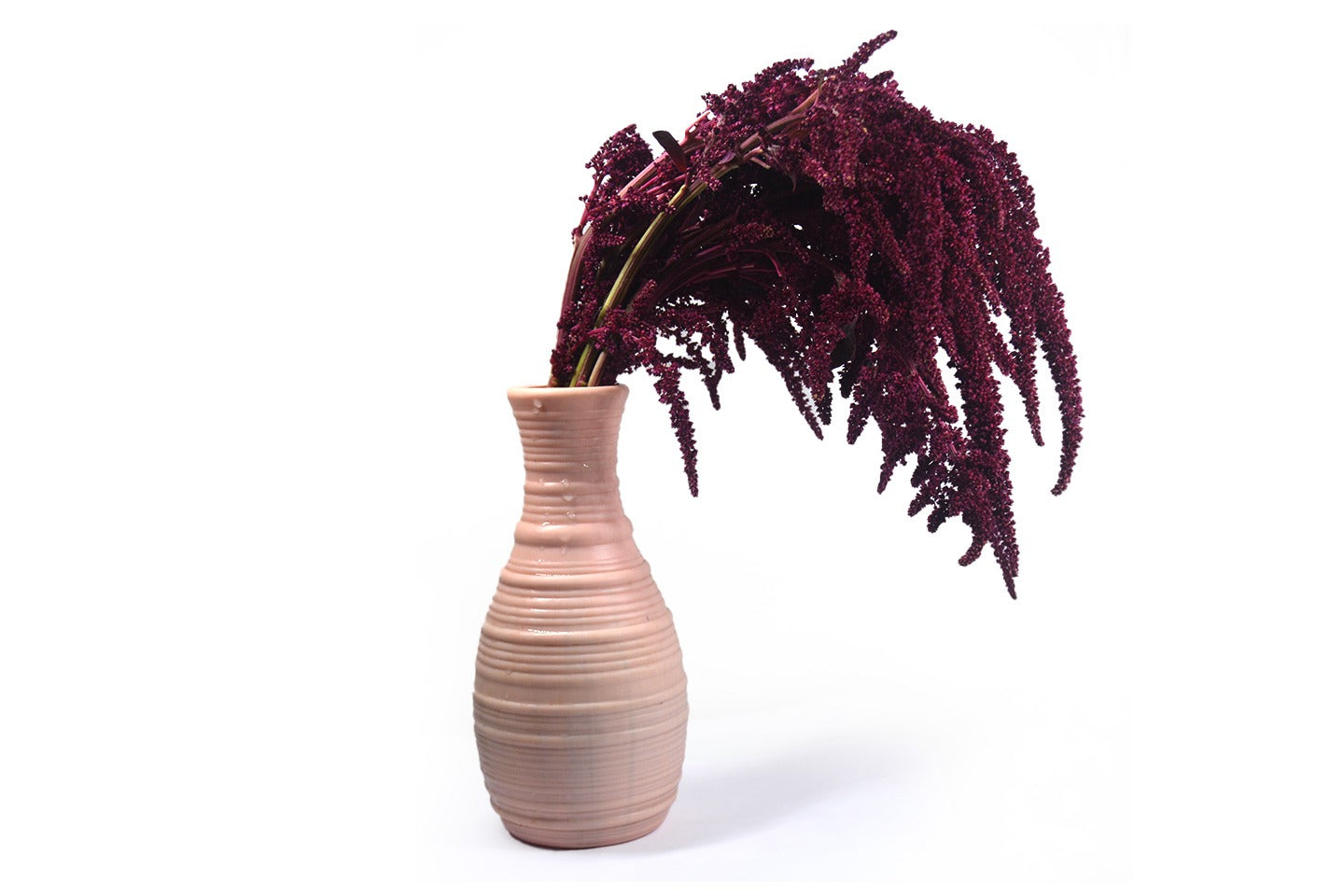 Amaranthus USA