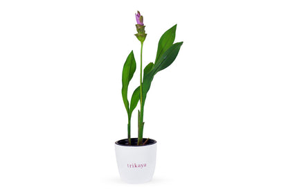Curcuma Pink Potted Plant