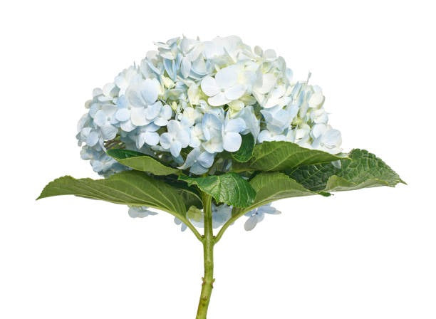 Hydrangea Cut Flower