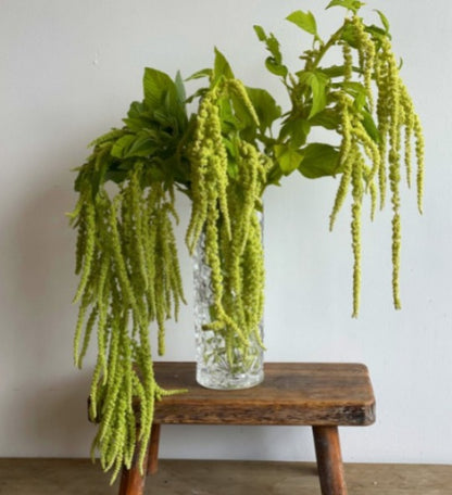 Amaranthus Green