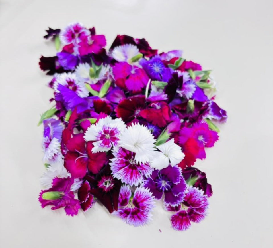 Edible Flowers - Dianthus