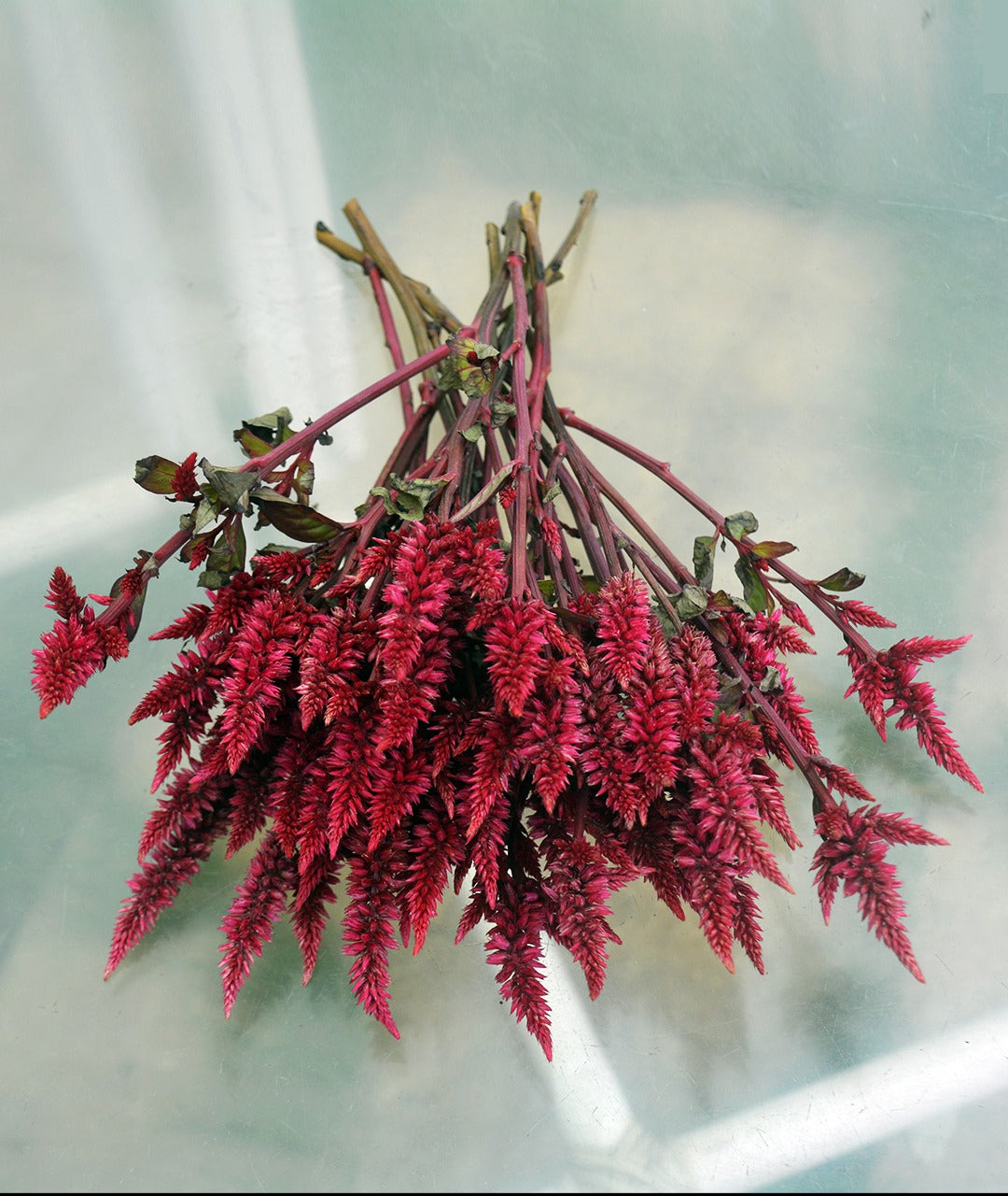 Celosia Roquette Brown