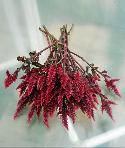 Celosia Roquette Brown