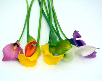 Calla lily Coloured (Mixed Colours)