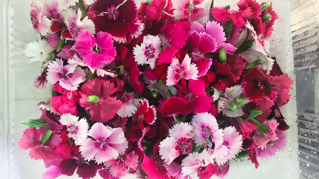 Edible Flowers - Dianthus