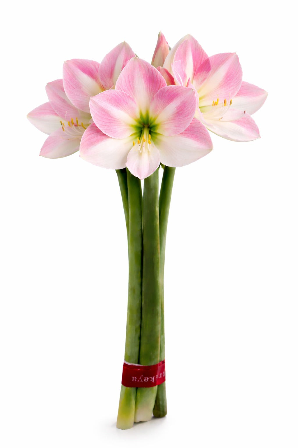 Amaryllis Pink