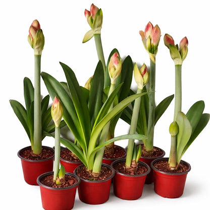 Amaryllis Living Pink Plant Buy 2 Get 1 Free