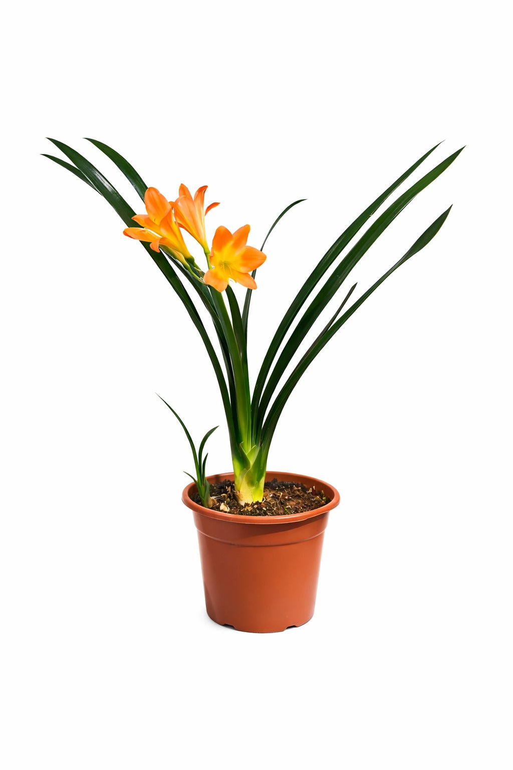 Clivia Potted Plant