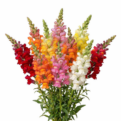 Snapdragon Mix (White , Orange , Yellow ,Pink)