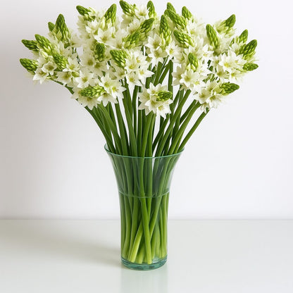 Ornithogalum White
