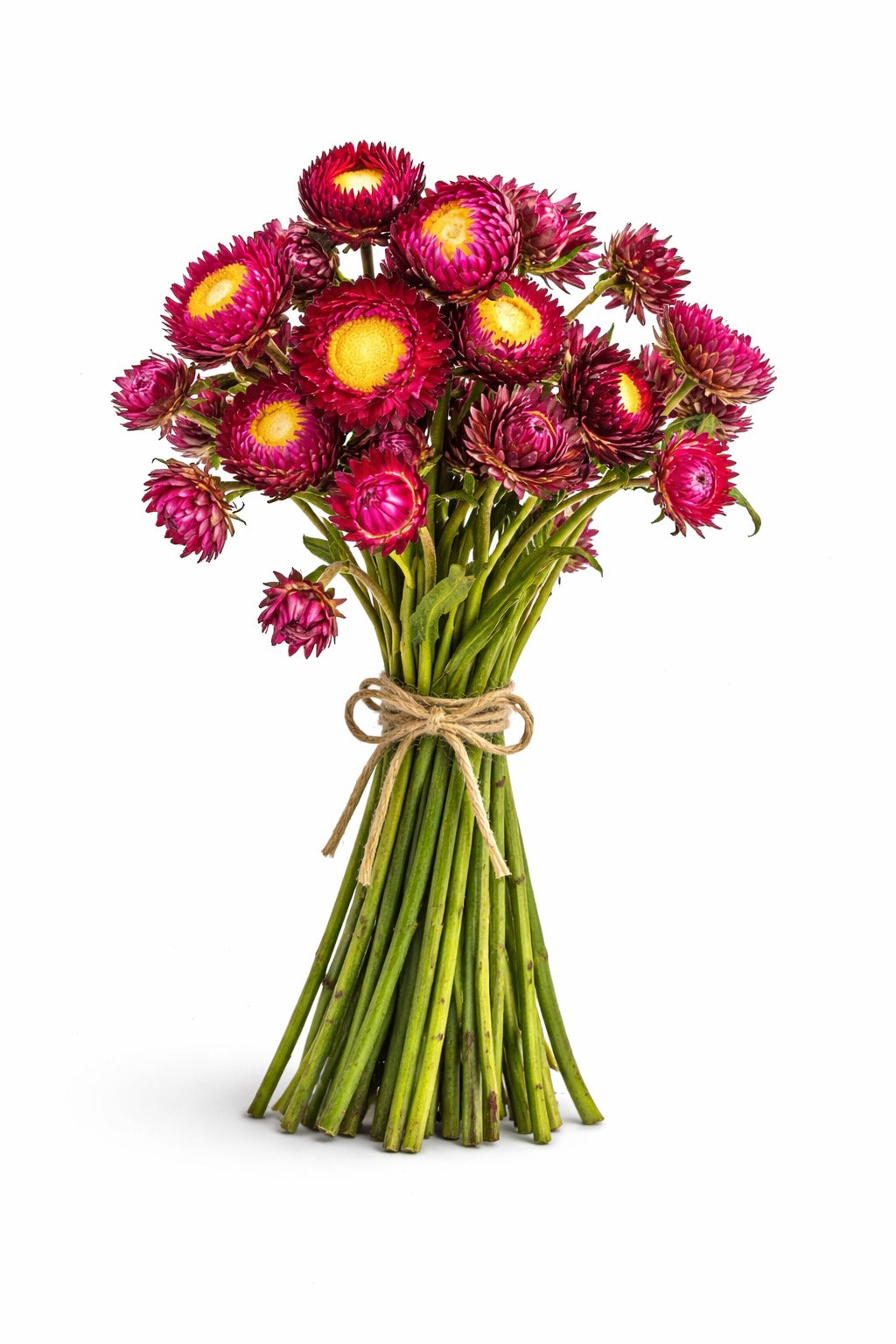 Helichrysum Brown