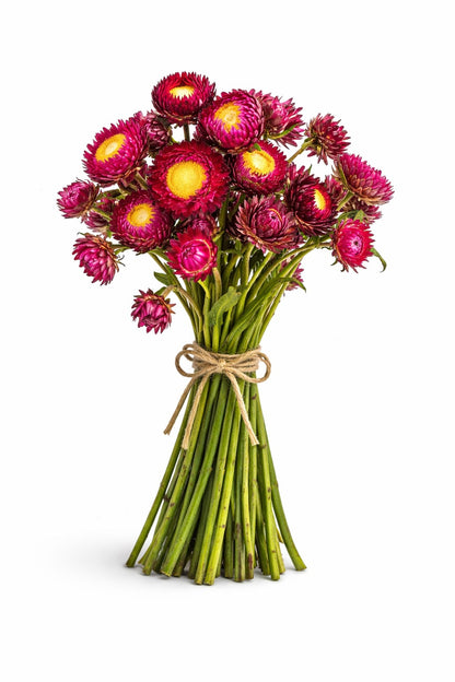 Helichrysum Brown