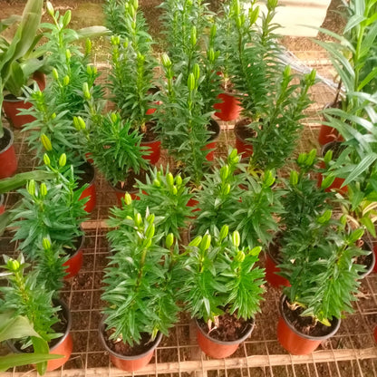 Asiatic Lily Orange Live Plant