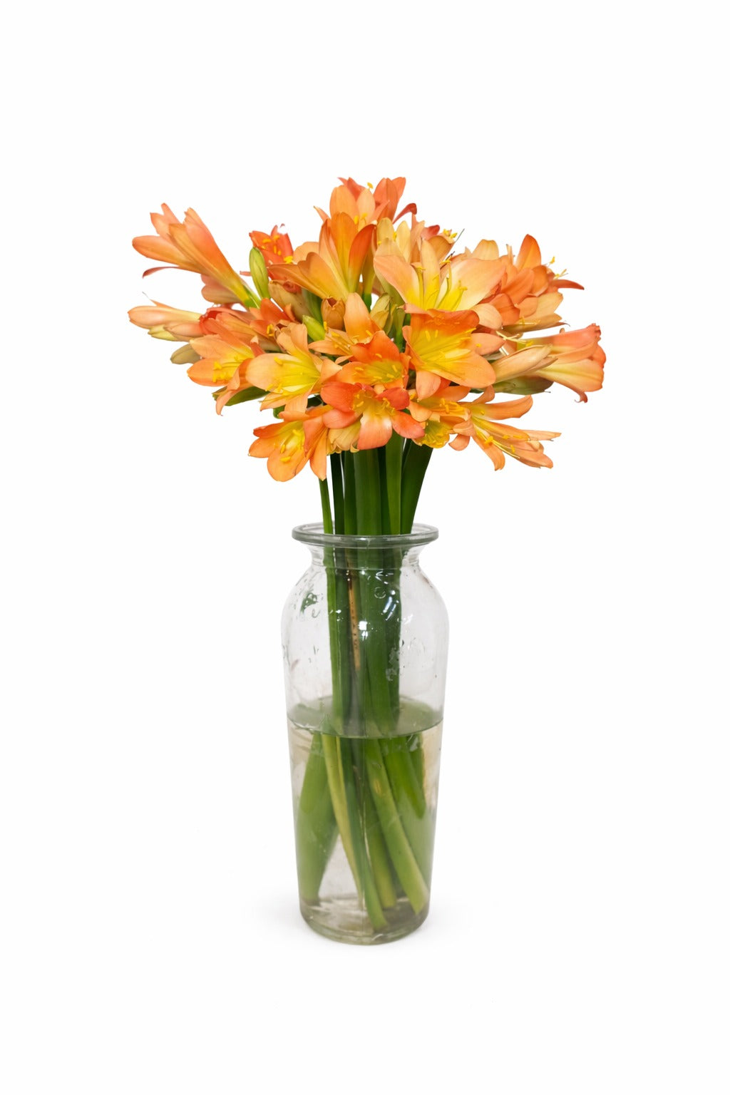 Clivia