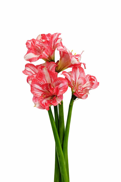 Amaryllis Pink