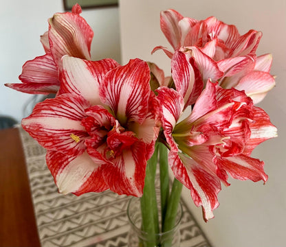 Amaryllis Pink
