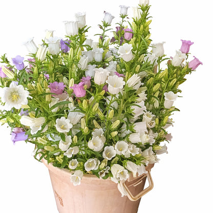 Campanula (White, Pink and Blue)