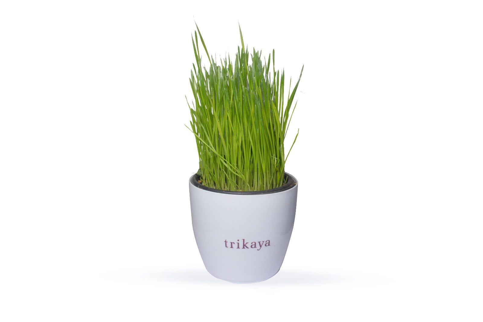 Wheatgrass Live Plant