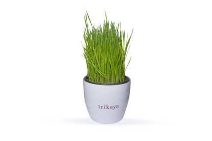 Wheatgrass Live Plant