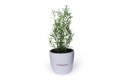 Rosemary Live Plant