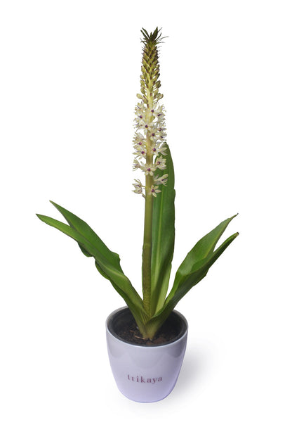 Pineapple Lily Green Live Plant