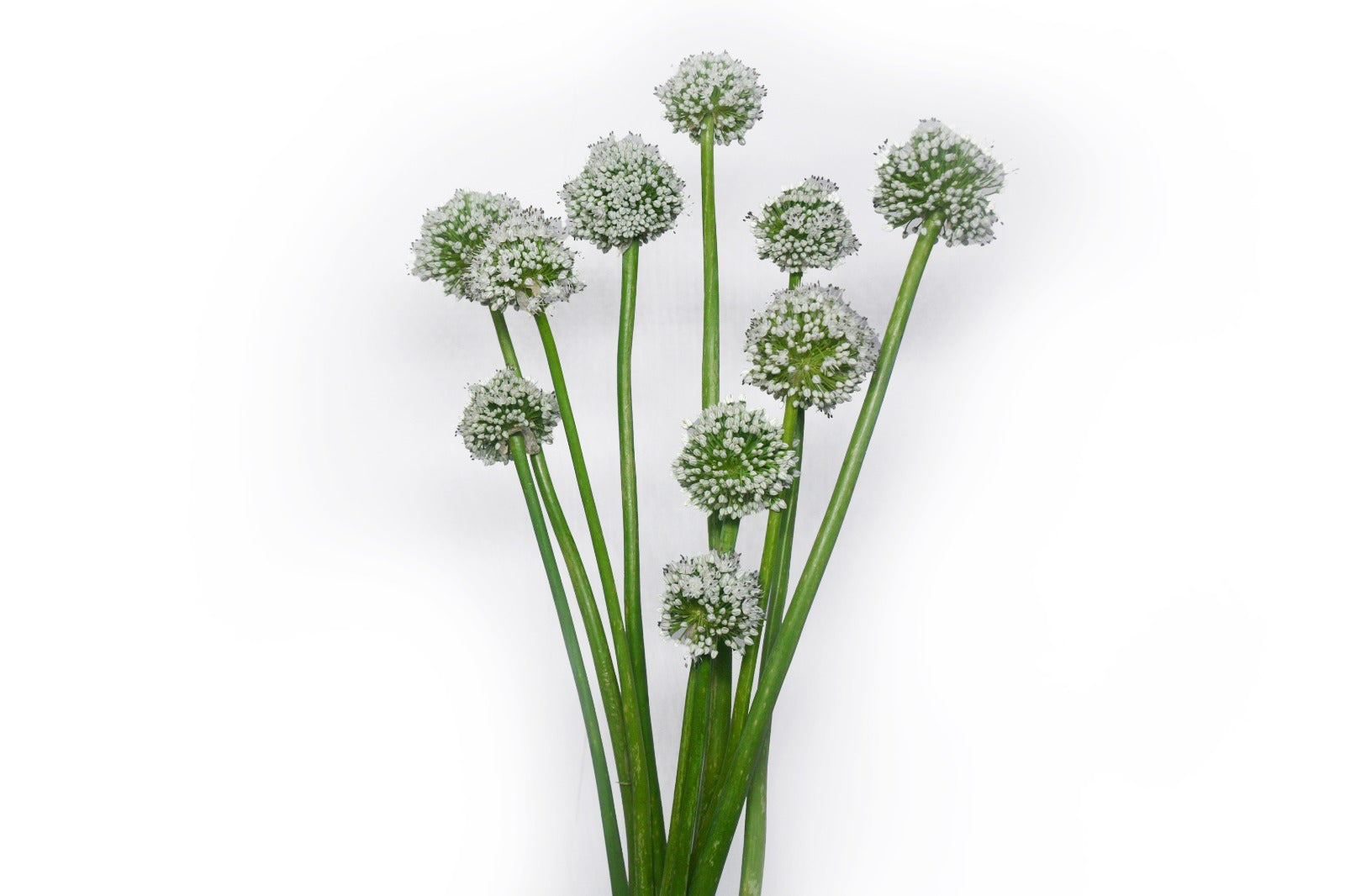 Allium Flowers