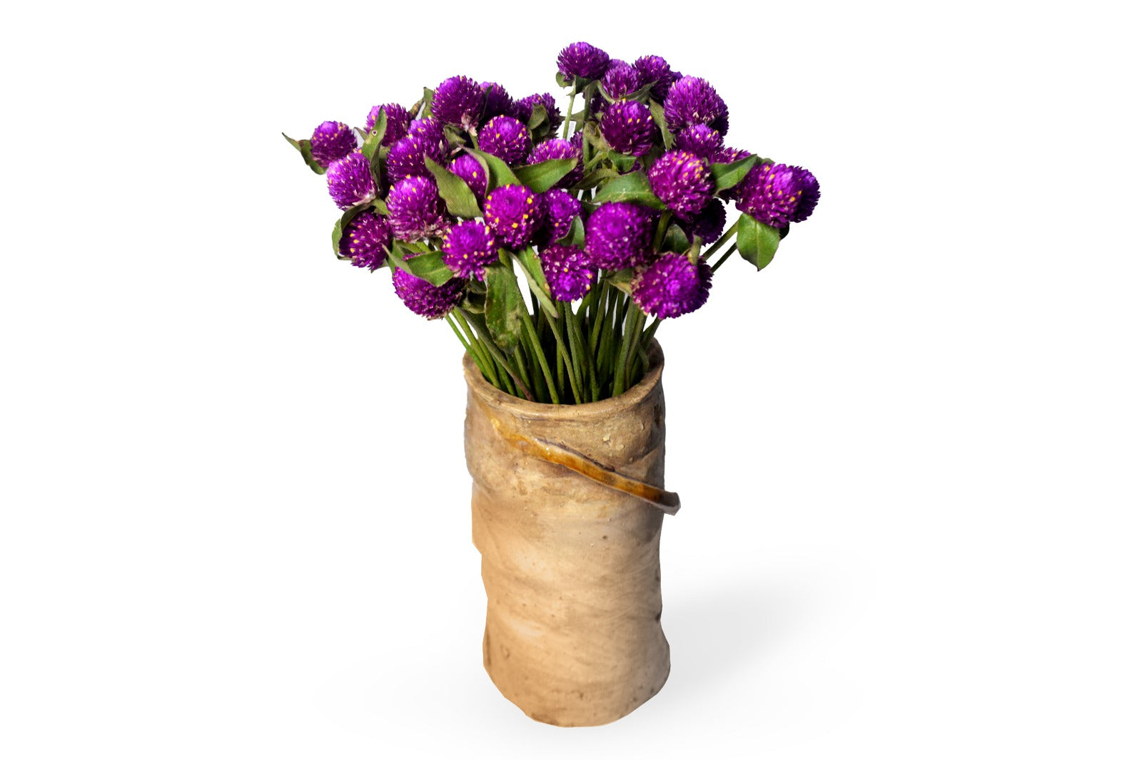 Gomphrena - Purple