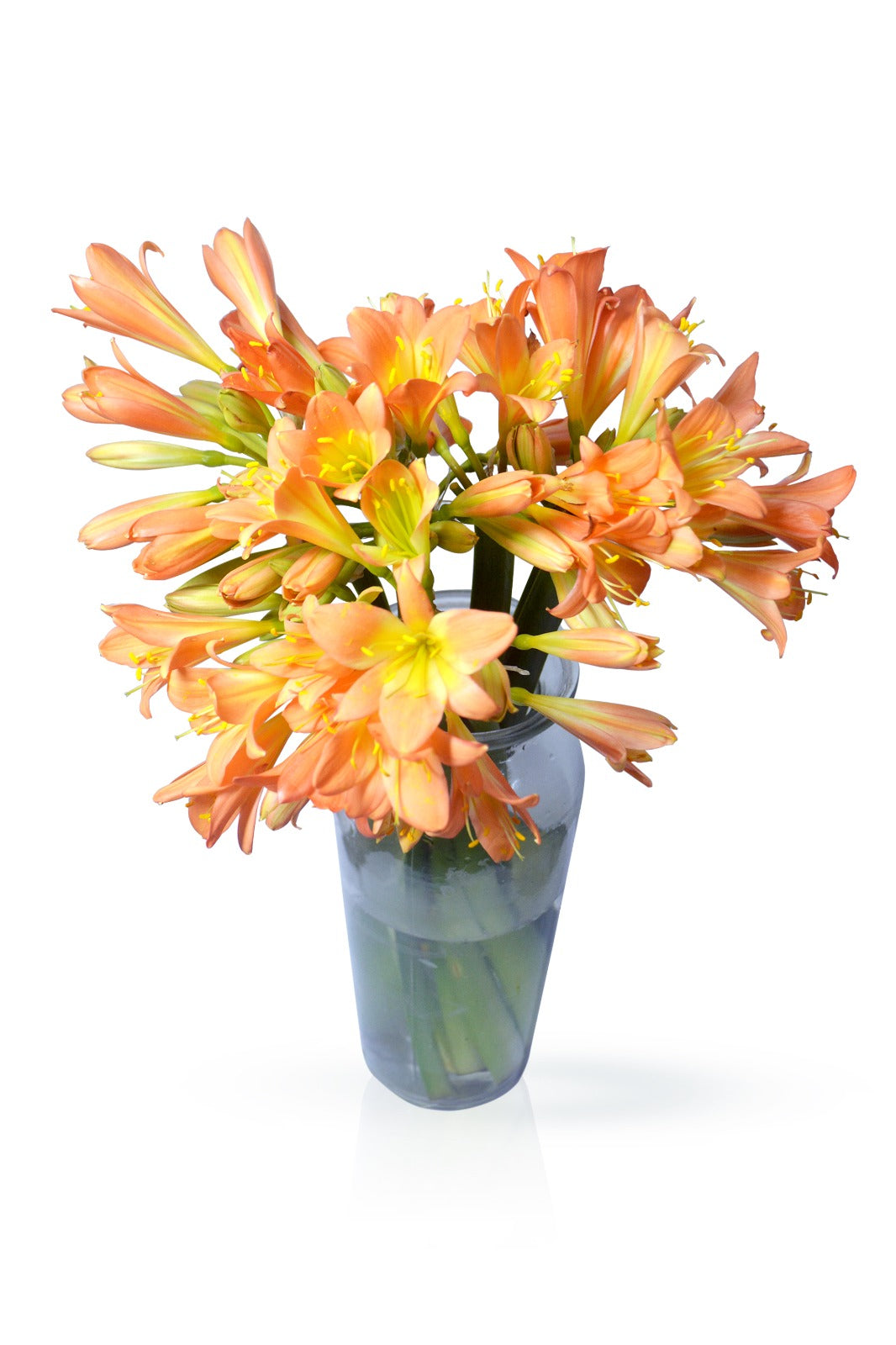 Clivia