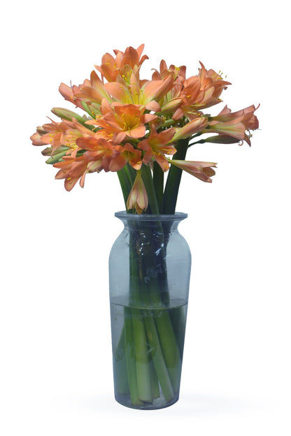 Clivia
