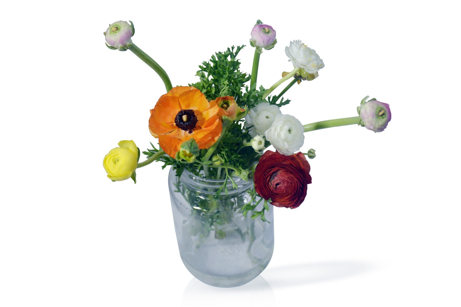 Ranunculus Mix