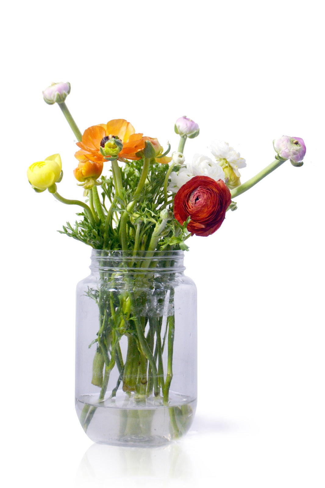 Ranunculus Mix