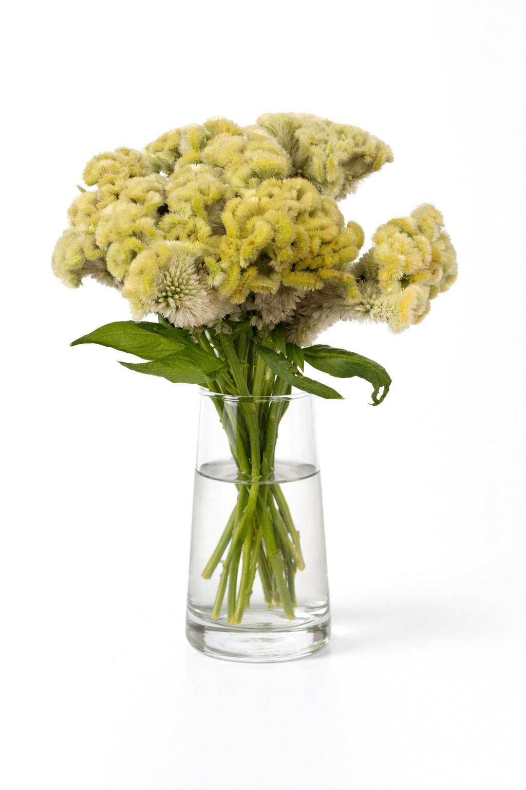 Celosia Green