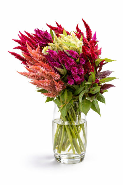 Celosia Roquette Mixed