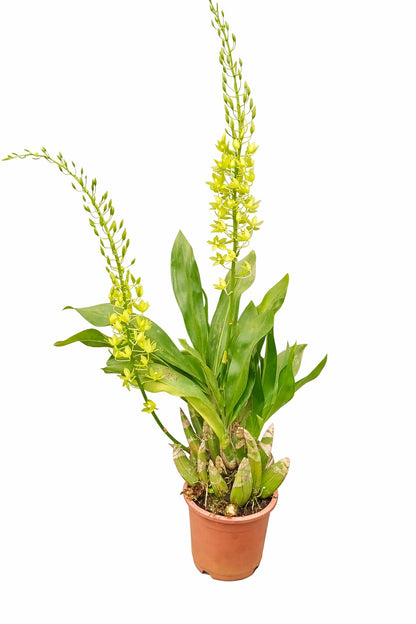 Gramatophyllum Large Live Plant