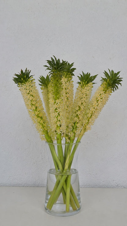 Pineapple lily