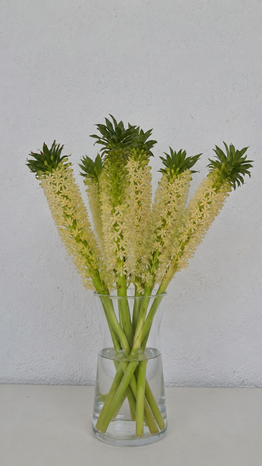 Pineapple lily