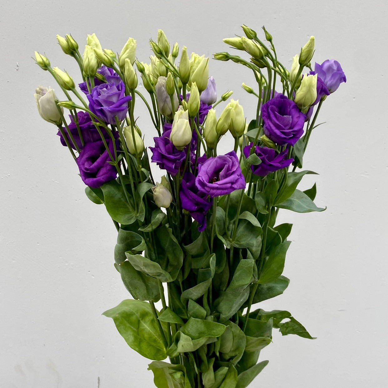 Lisianthus Purple