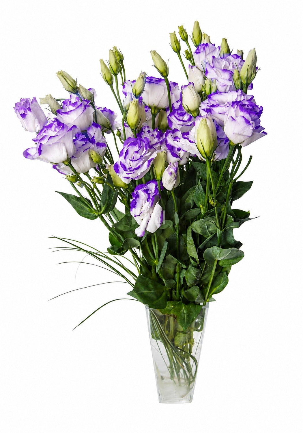 Lisianthus Blue
